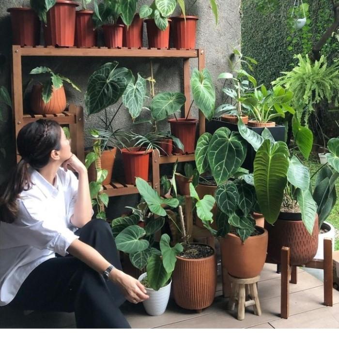 rak tanaman kayu ulin Model terbaru