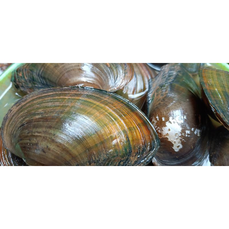 

Toe Kerang Air Tawar