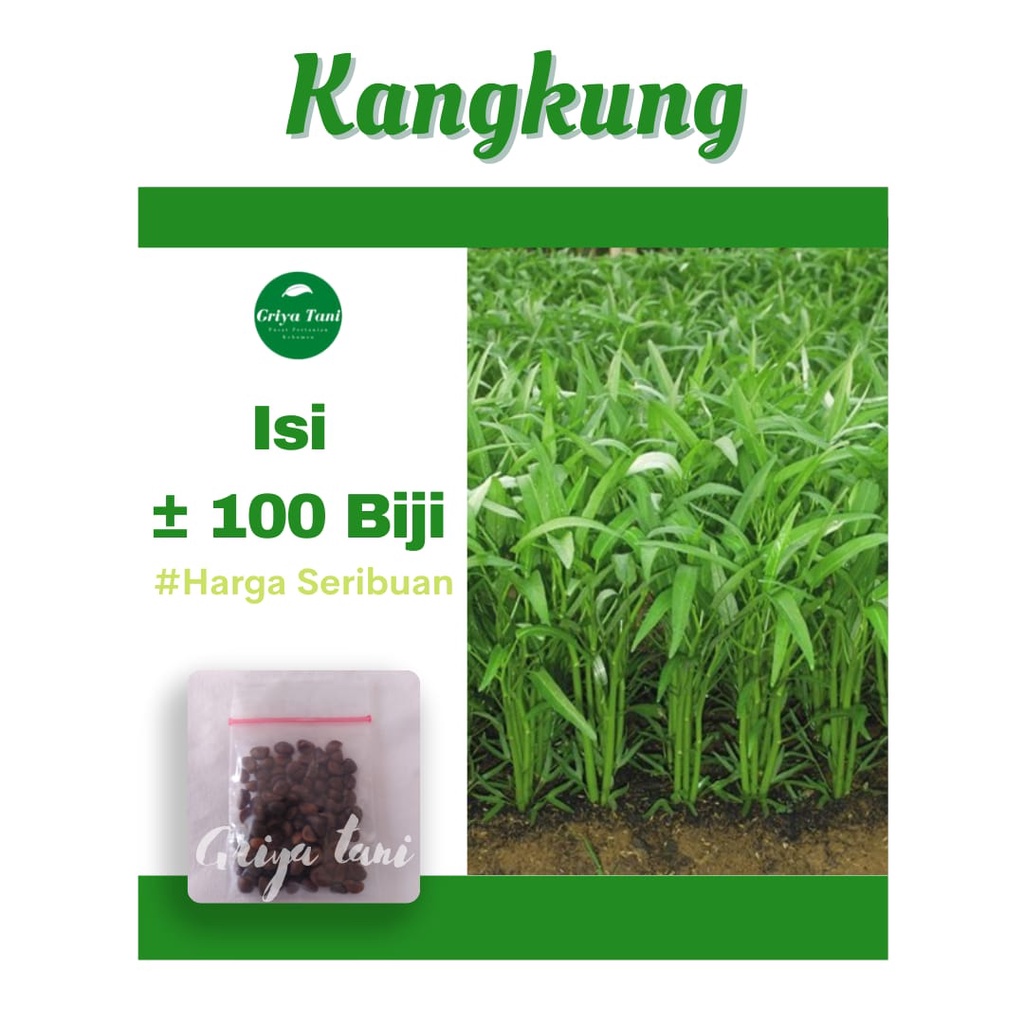 Jual 100 Benih Kangkung Sayuran Hidroponik Hijau Unggul Rajawali