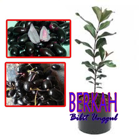 Pusat Grosir Bibit Tanaman Buah Jamblang Hitam / Juwet Hitam BOWjyRcdOmVja