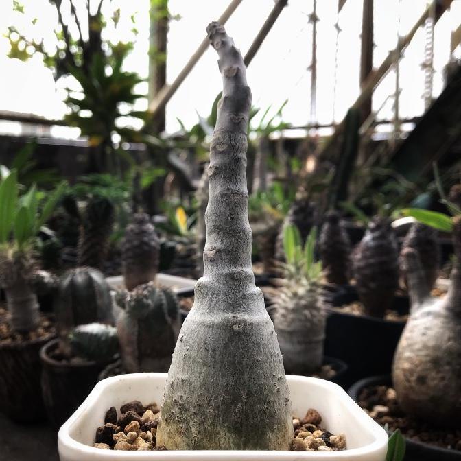 Pachypodium Decaryi pachy