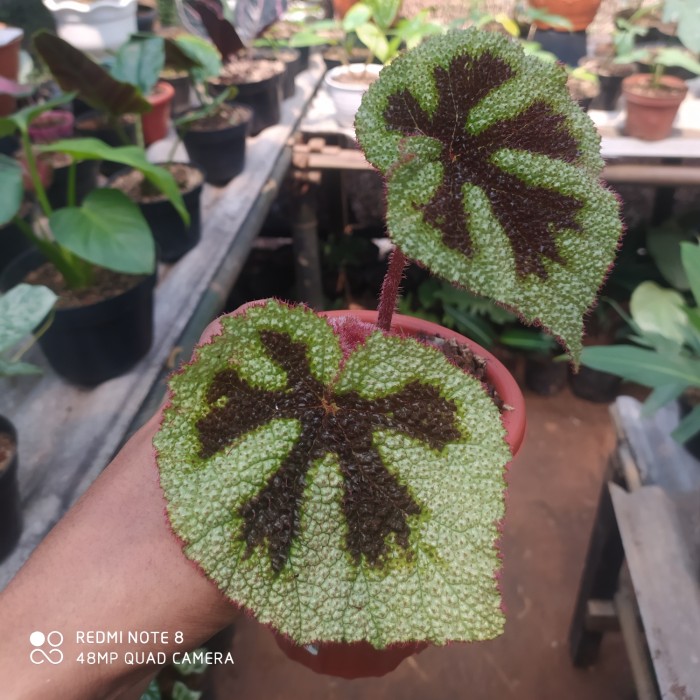 PROMO tanaman hias bhegonia masoniana / begonia masoniana murah