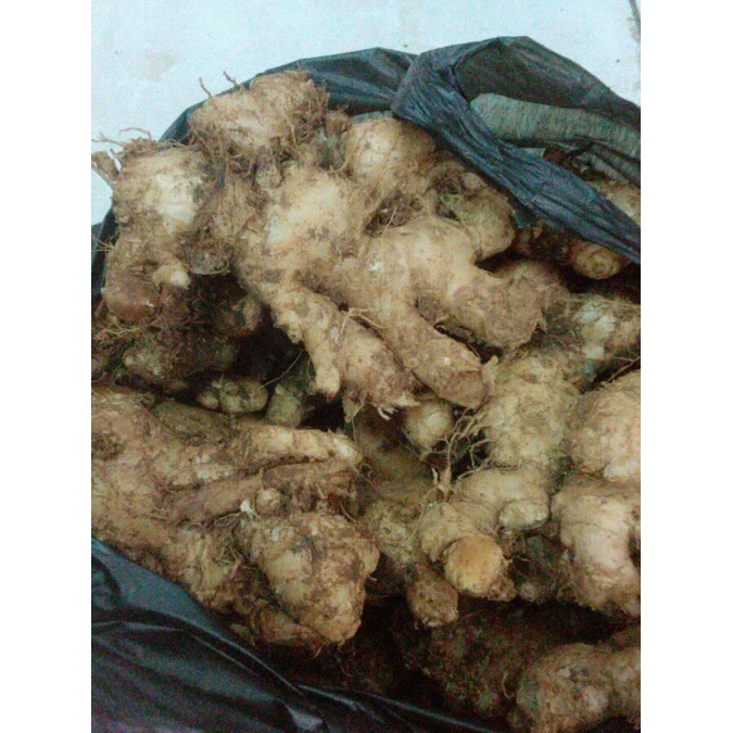 

jahe putih - jahe emprit segar/fresh/basah 200gr