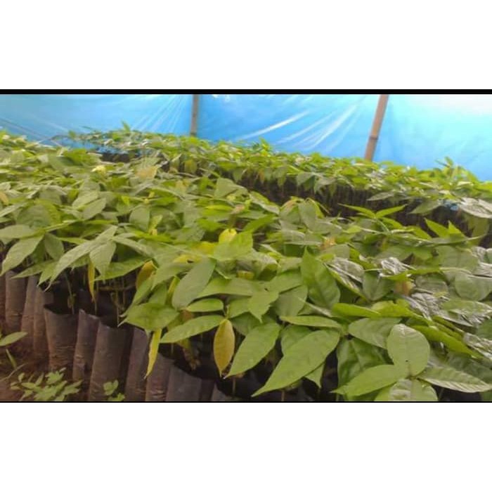 Berkwalitas 6 Bibit Kakao Coklat Super Unggul Termurah