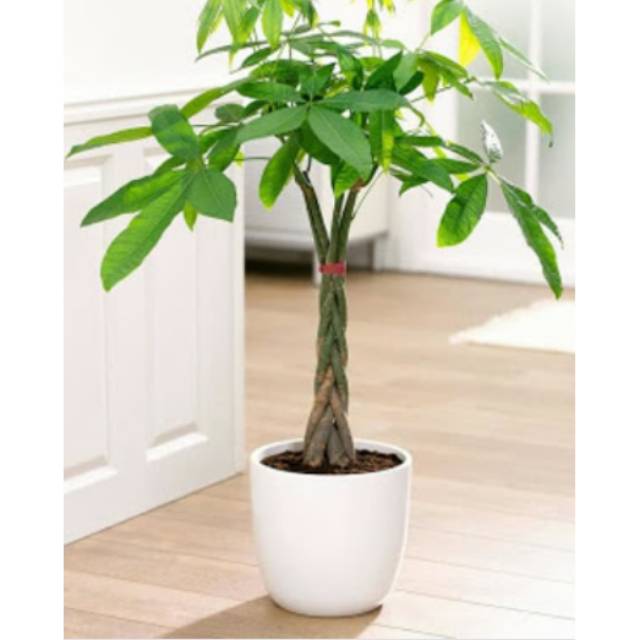 Tanaman pachira aquatica/ pohon uang-kepang