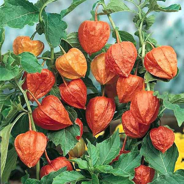 Benih Bibit Biji - Chinese Red Lantern Berries (Physalis alkekengi) Seeds - IMPORT UK