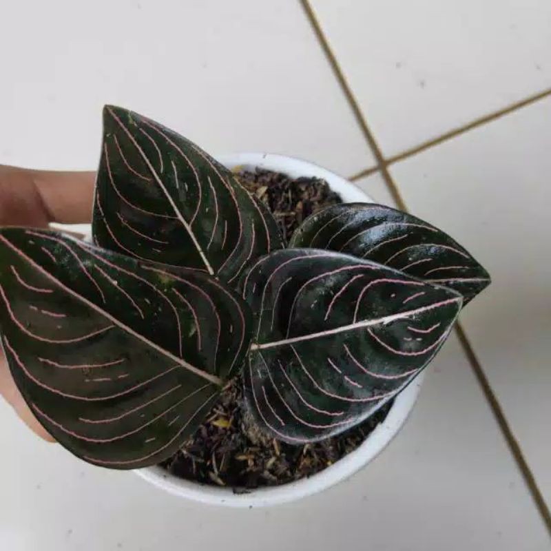 tanaman hias aglonema rotundum aceh-tanaman aglonema-rotundum aceh