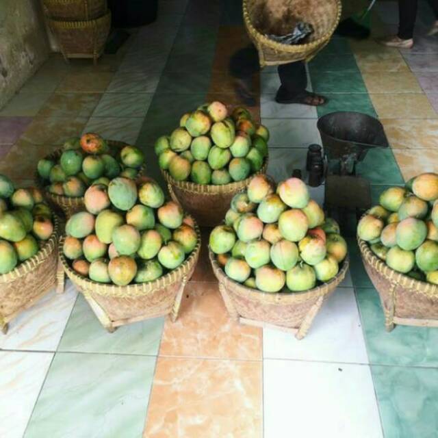 

Buah mangga gedong gincu khas indramayu rasanya nikmat sekali