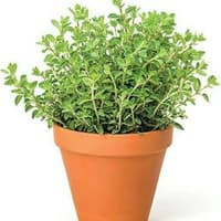 Benih Bibit Biji - Oregano Greek Herb Seeds - IMPORT