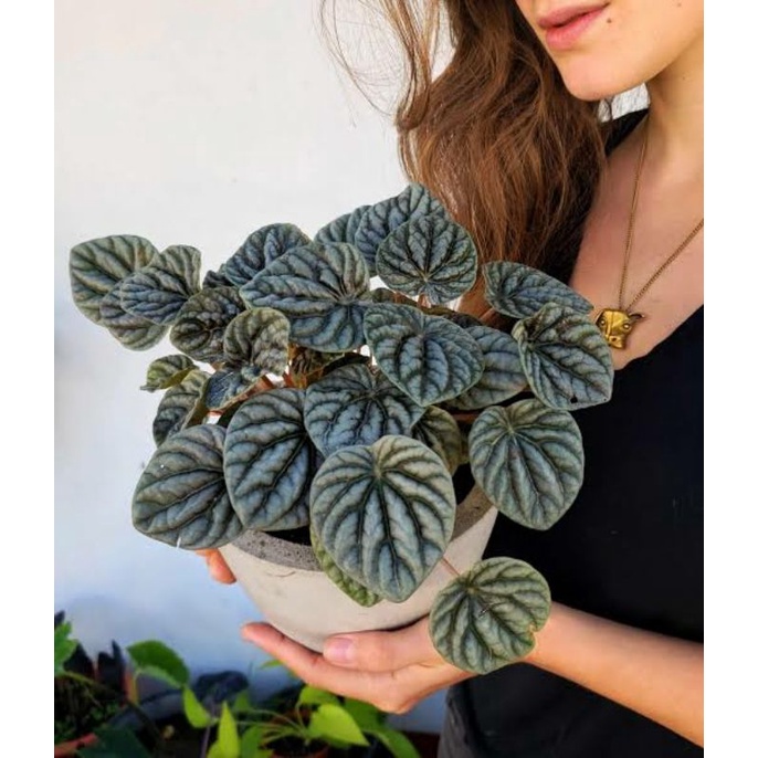 tanaman hias begonia caperata - tanaman hias begonia - begonia cuperata
