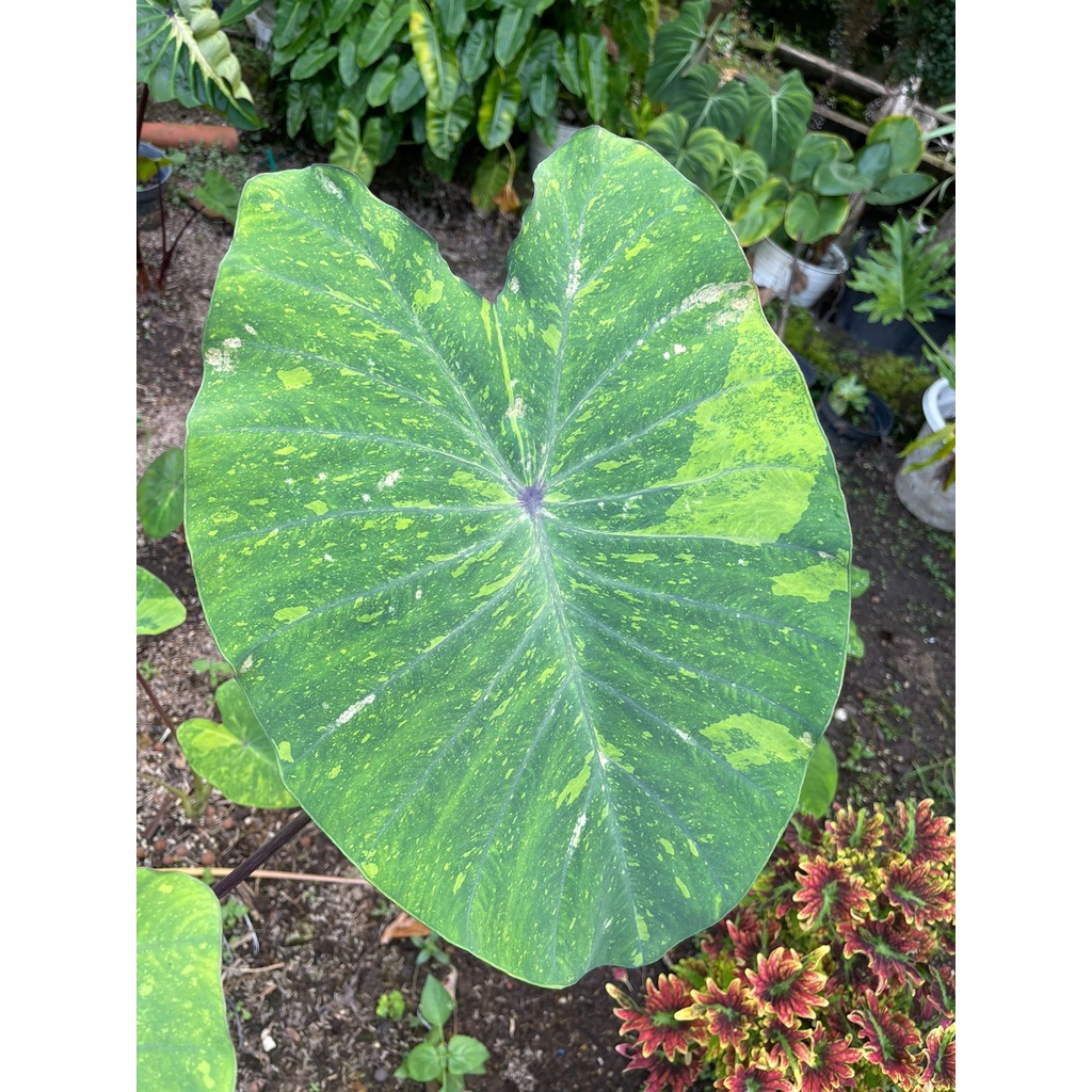 Tanaman Hias Colocasia Lime gecko