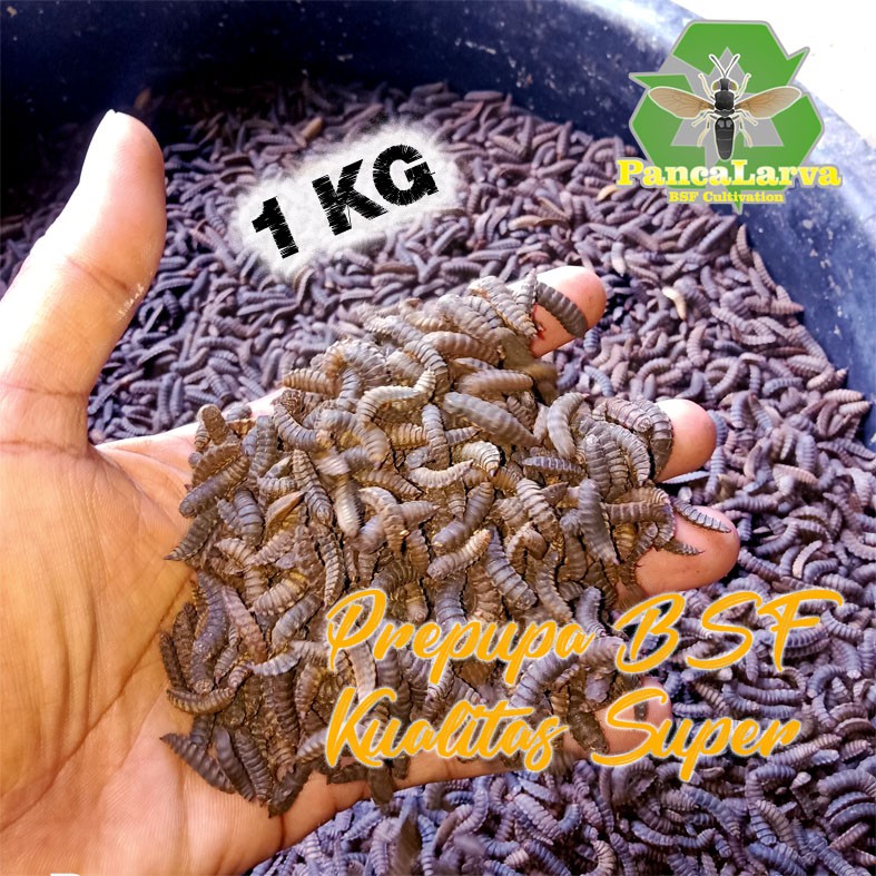 Prepupa Pupa Super Indukan Maggot BSF Bibit Maggot