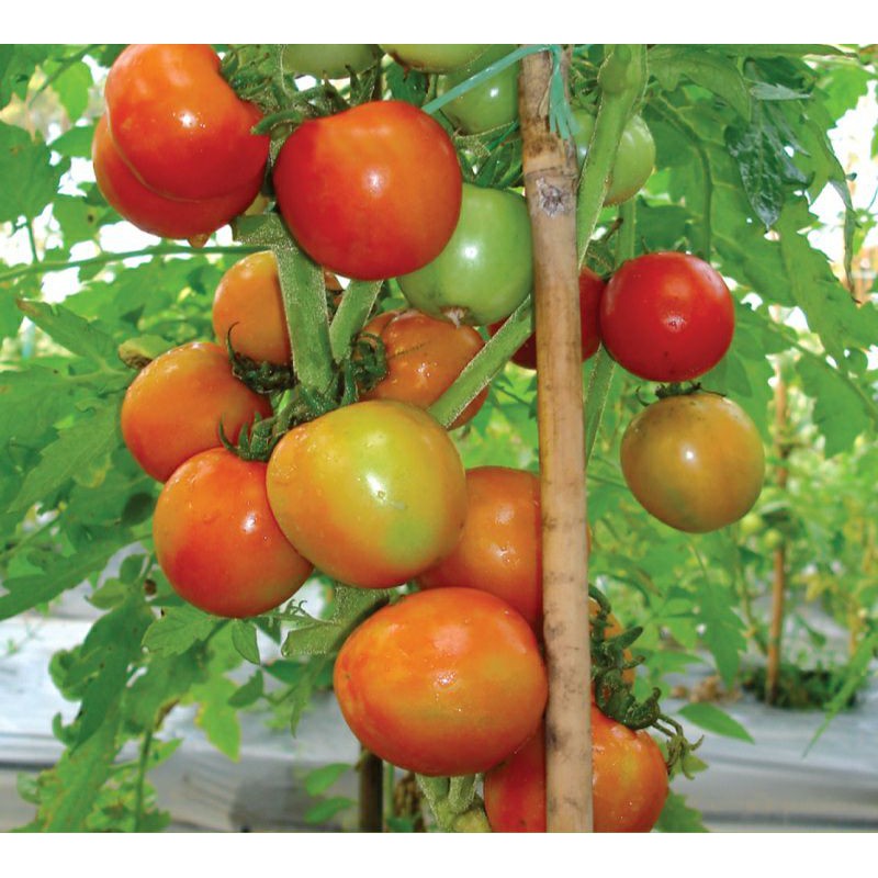 50 Biji Benih Tomat Sayur Karuna | Tomat Buah | Tomat Buah | Benih Sayuran | Bibit Sayuran