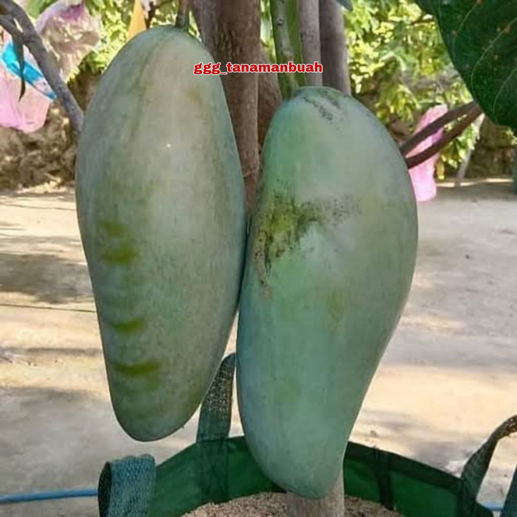 Bibit Mangga Kiojay Import Okulasi