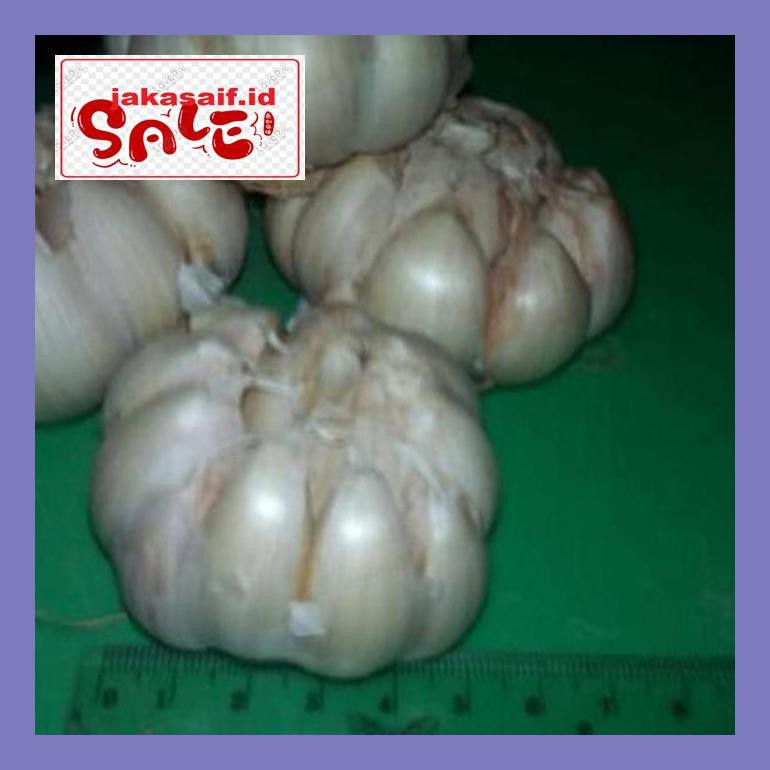 

504Sbu Bawang Putih Bud0Mb
