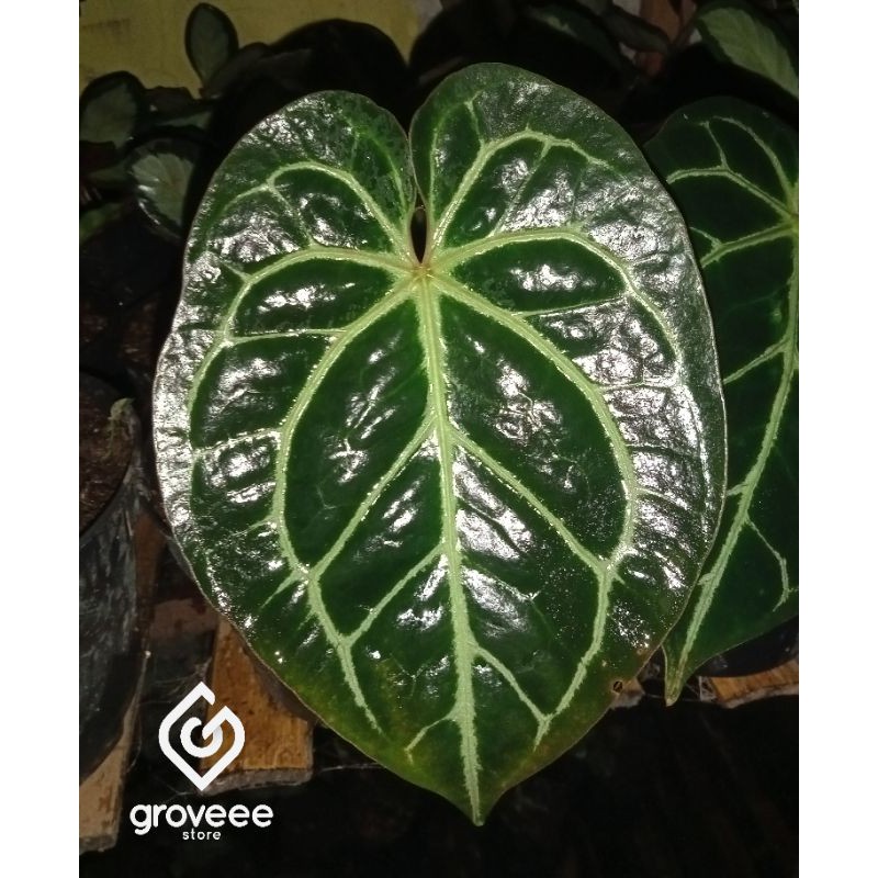 ANTHURIUM MAGNIPIKUM/ KUPING GAJAH CRISTALINUM