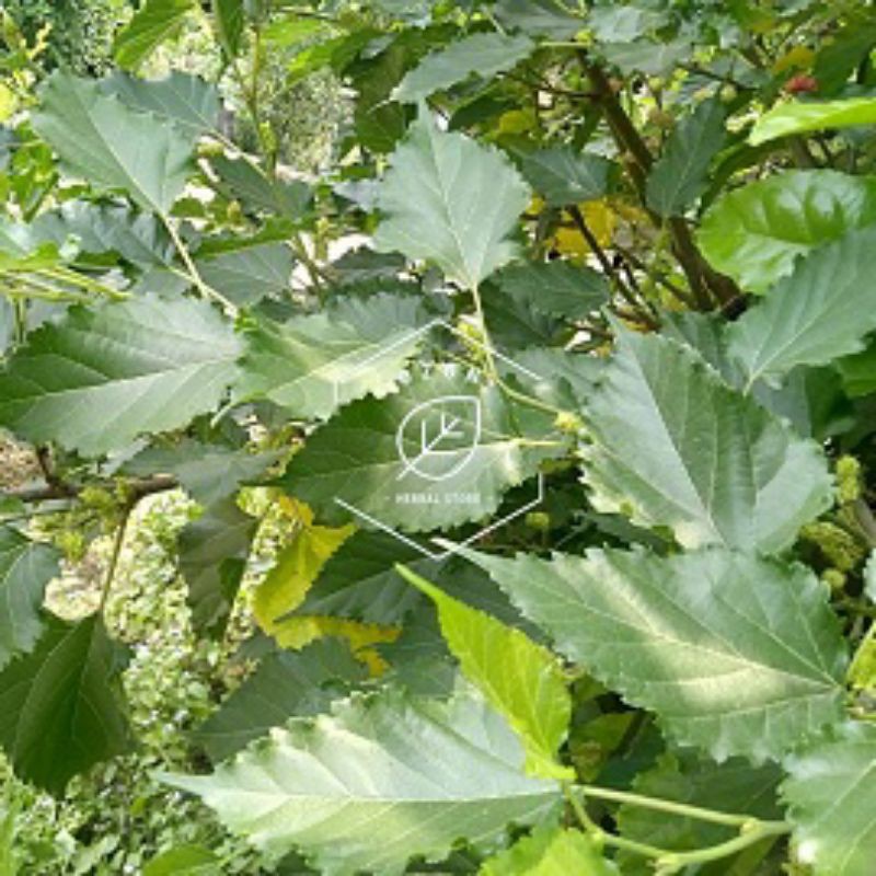 

Daun Babasaran Besaran Bebesaran Segar 500gr