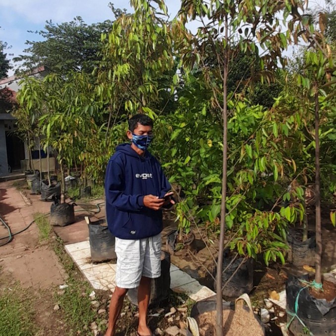 promo pohon durian musangking / bawor tinggi 2 meter