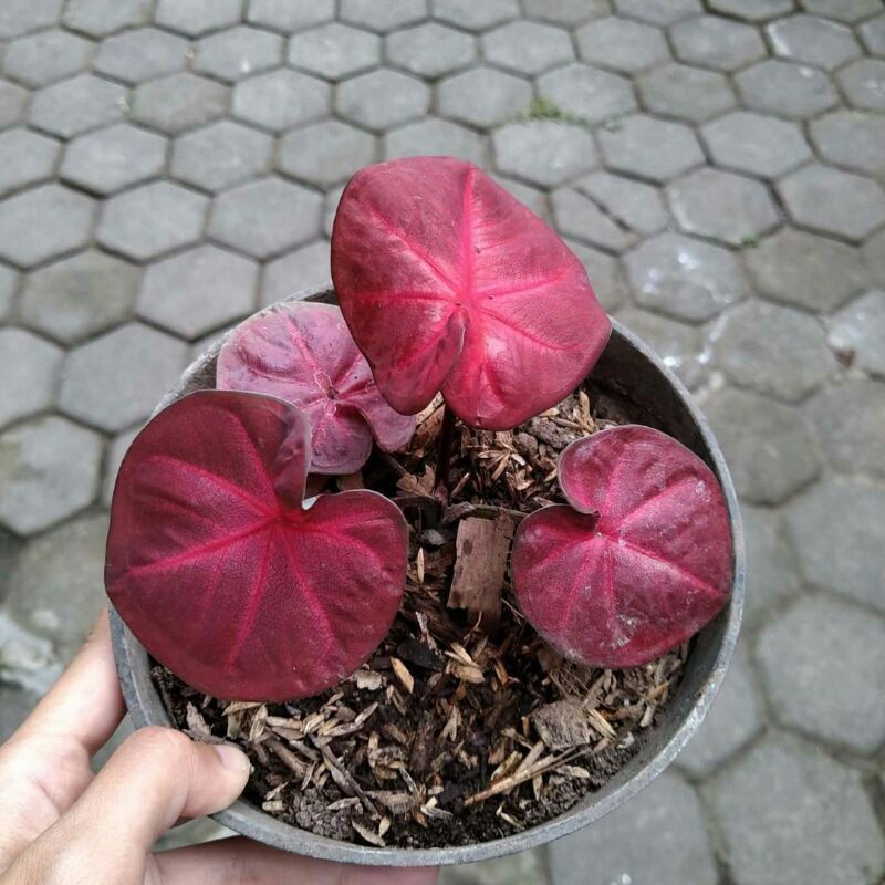 (BISA COD)Tanaman Hias Caladium Red sweety/Bunga Hias kaladium Red sweety/Keladi Merah/Kaladi Murah