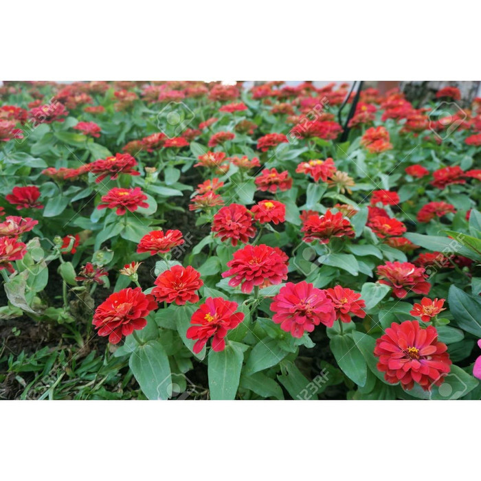 Haira Seed Bibit-Biji Bunga Zinnia Cherry Queen