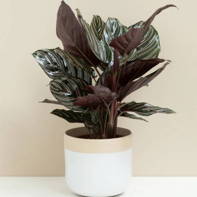 Calathea ornata /calathea batik