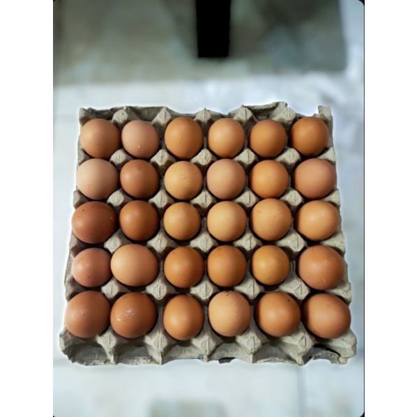 

Telur Ayam