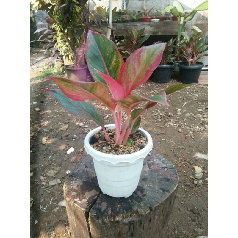 Tanaman Hias aglonema lipstik + pot cantik / pandalovers