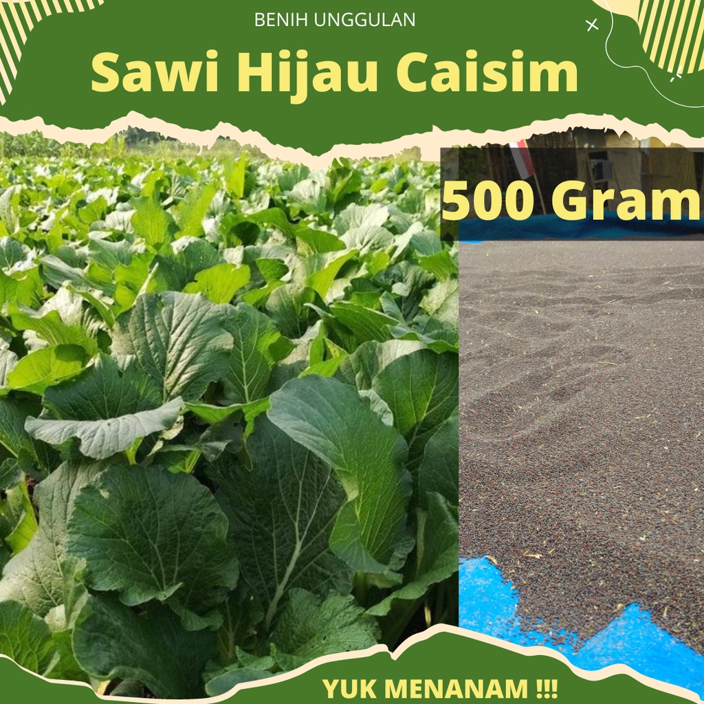 500 Gram - Benih Sawi Hijau Sawi Caisim SUPER baru Panen