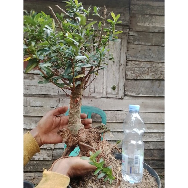 Bahan Bonsai Asoka Merah (Mumer)