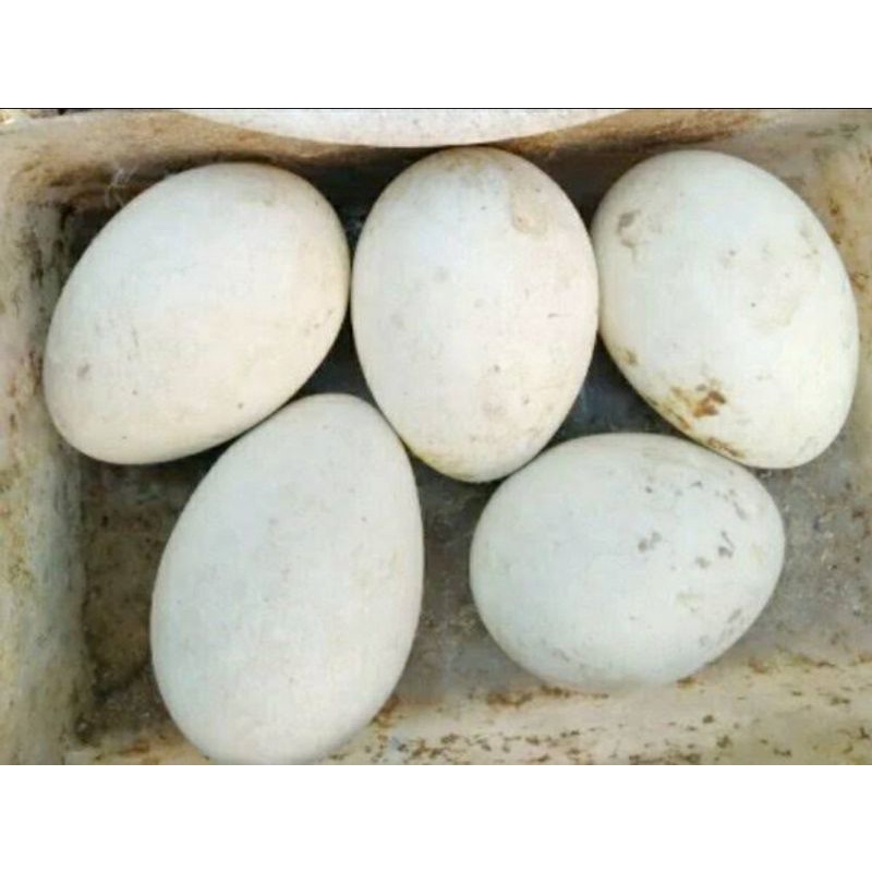 

Telur Soang - Telur angsa - Termurah