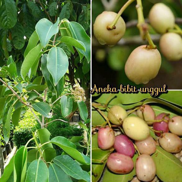 TME BIBIT BUAH JUWET ATAU BUAH JAMBLANG PUTIH