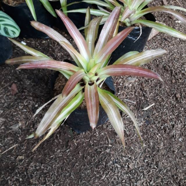 Tanaman hias bromel tricolor pohon bromelia