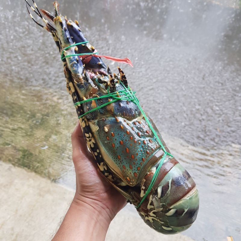 

Lobster laut 1 ekor 1kg - 2kg up