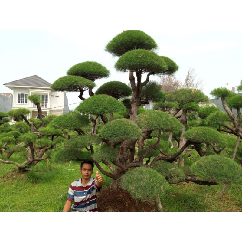DECORASI TAMAN BONSAI CEMARA UDANG BESAR (COD)