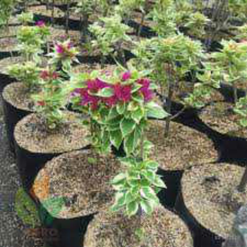 paket 2 bibit tanaman hias bunga hidup(bunga kertas)jenis Bougenville