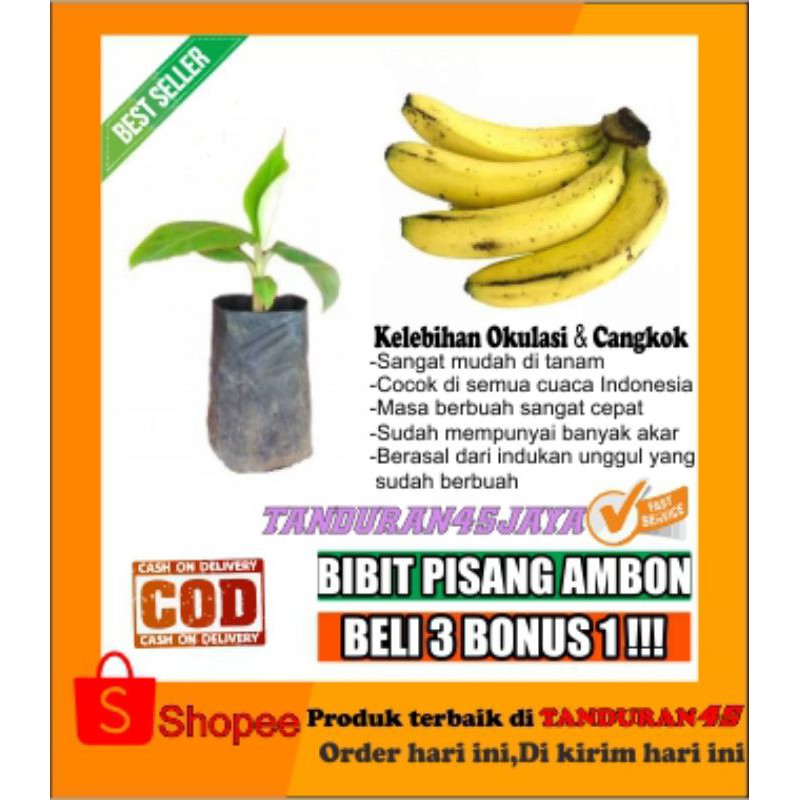 Bibit pisang ambon/bibit pisang/pisang ambon