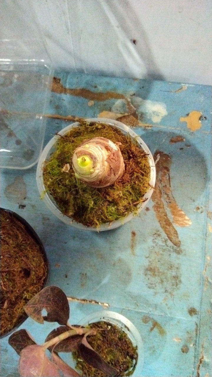 Bonggol Alocasia Watsoniana