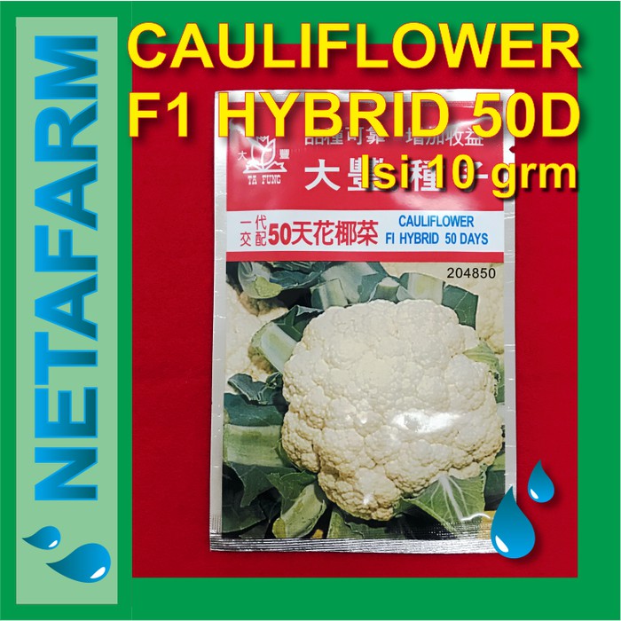 Benih / Biji / Bibit - CauliFlower 50 days F1 @10 gr