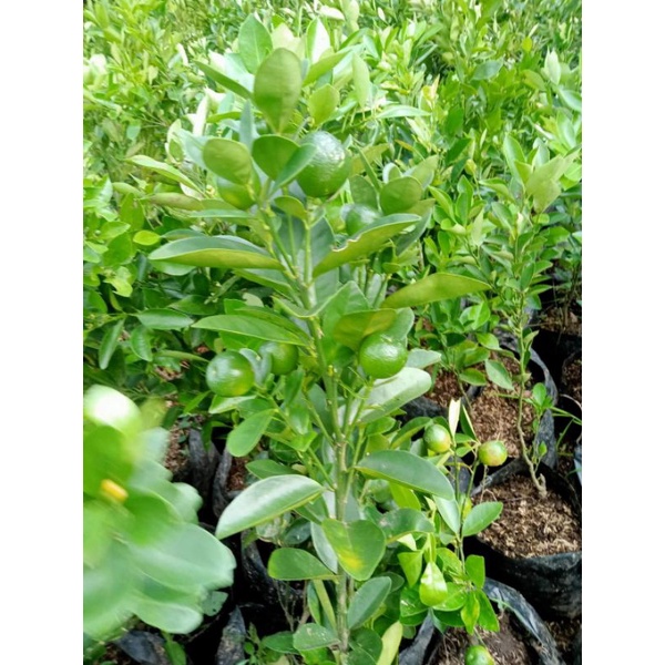 Bibit Jeruk Limau Kasturi Sudah Berbuah