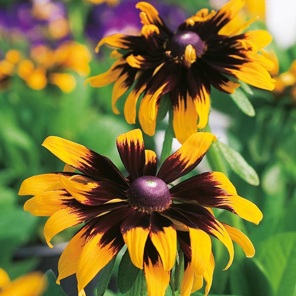 Benih Bibit Biji - Bunga Rudbeckia Aries Cone Flower Seeds - IMPORT