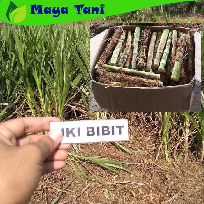 Benih Tanaman Rumput ODOT KOLONJONO RUMPUT GAJAH