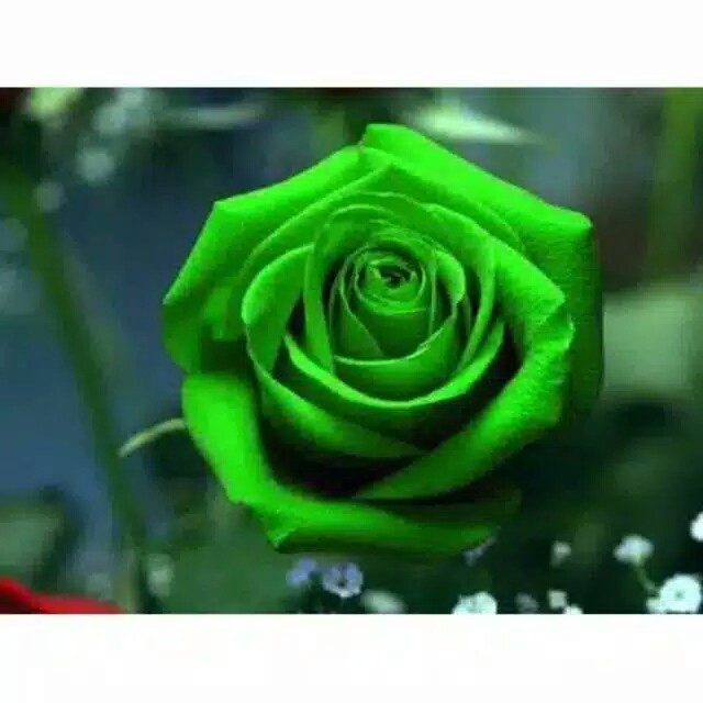 ( GreenRose ) Biji Bunga Mawar Hijau Langka