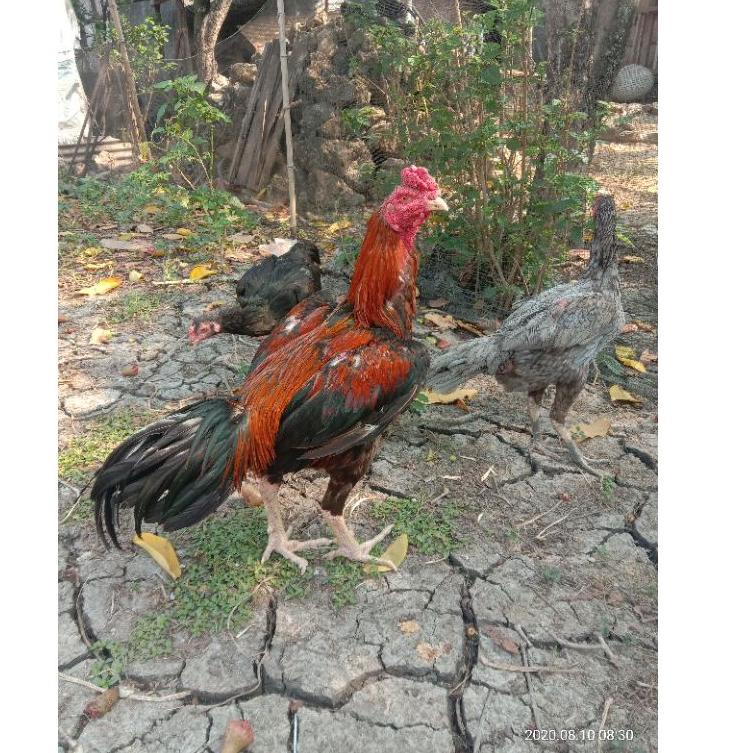 

94 Telur fertil ayam bangkok super, pacek tinggi besar ukur 6,petarung Handal PU94 Produk -