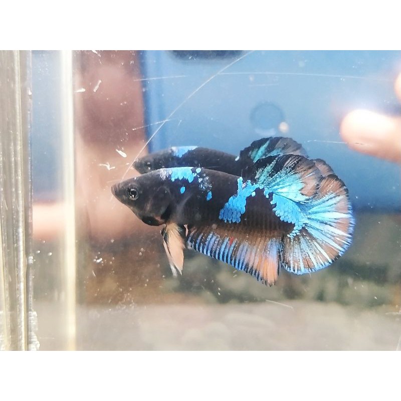 Bahanan Avatar Gordon, Kalimaya, Vampir