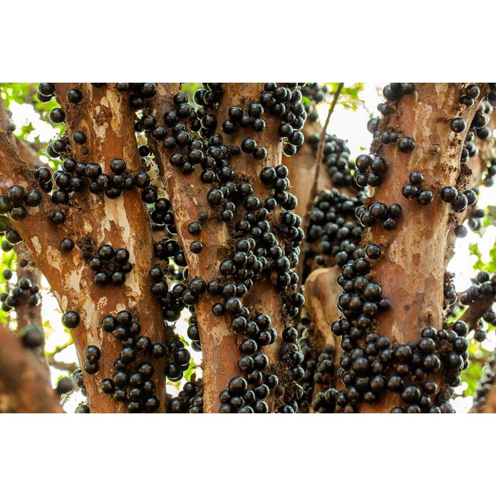 Bibit Anggur Brazil, Bibit anggur Brazil Preco, Bibit Anggur Brazil Sudah Berbuah
Bibit Anggur Brazi