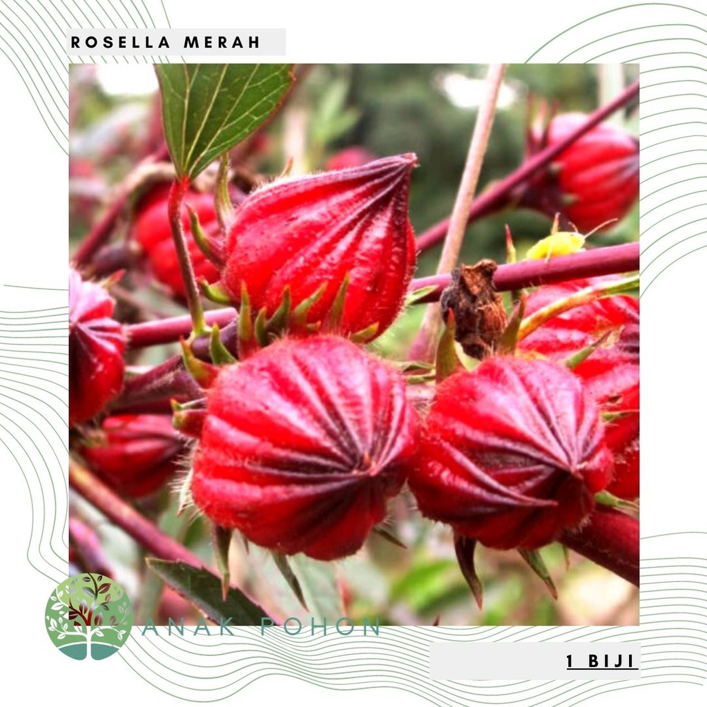 Benih Bibit Biji - Bunga Rosela Merah (Red Roselle) Rosella Hibiscus sabdariffa Flower Seeds