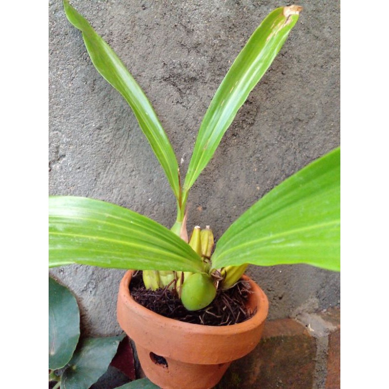 anggrek hutan