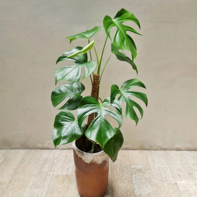 MONSTERA BORSIGIANA PLUS POT SESUAI FOTO