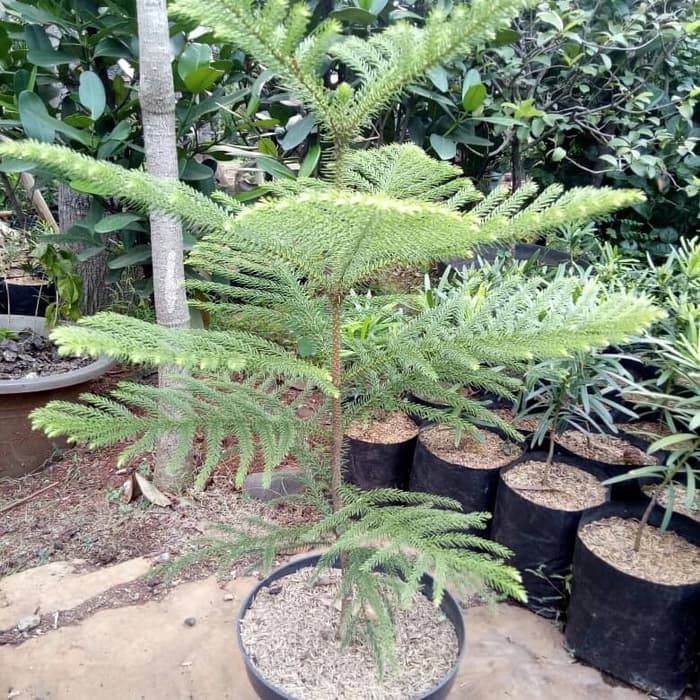 Tanaman hias cemara norfolk - Pohon cemara norfolk