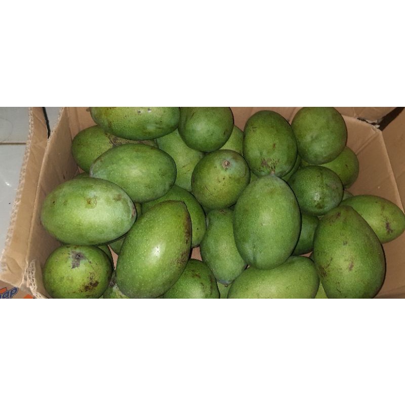 

mangga rujak pencit/muda murah 1 kg